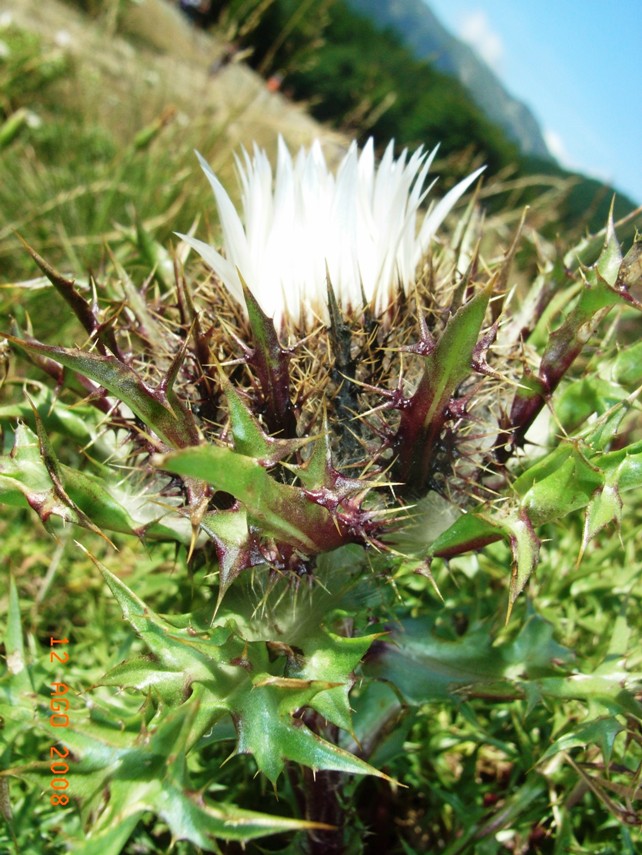 Carlina acaulis subsp. caulescens / Carlina Bianca